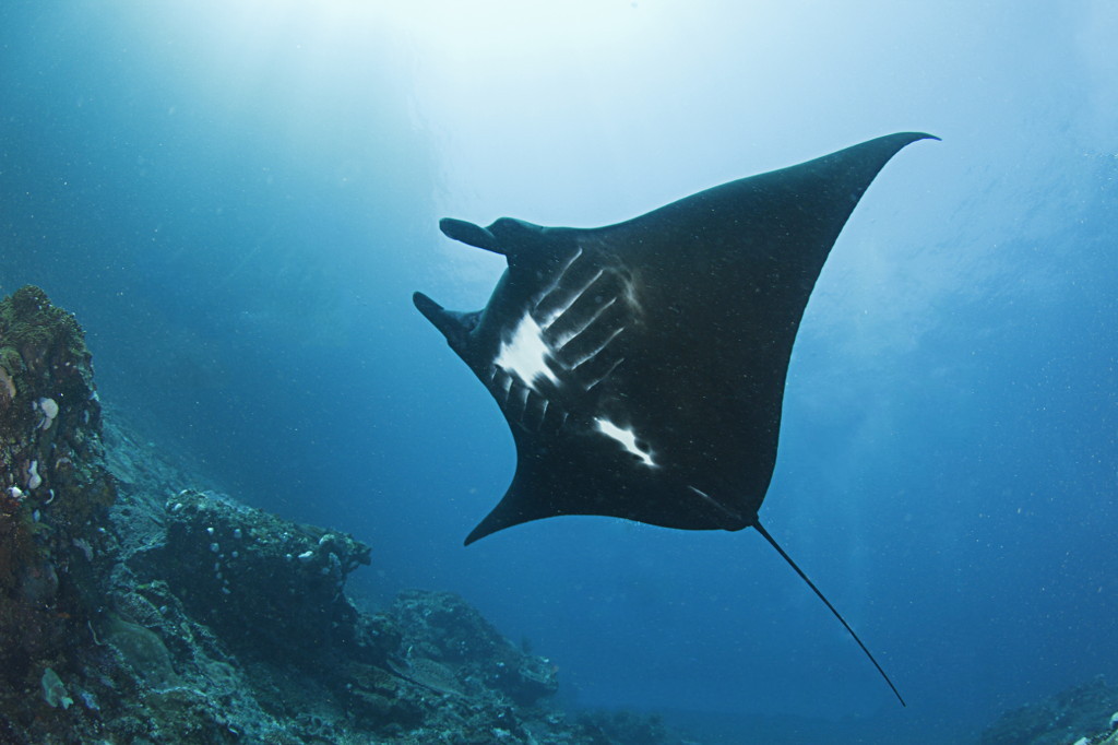 Big black manta ray