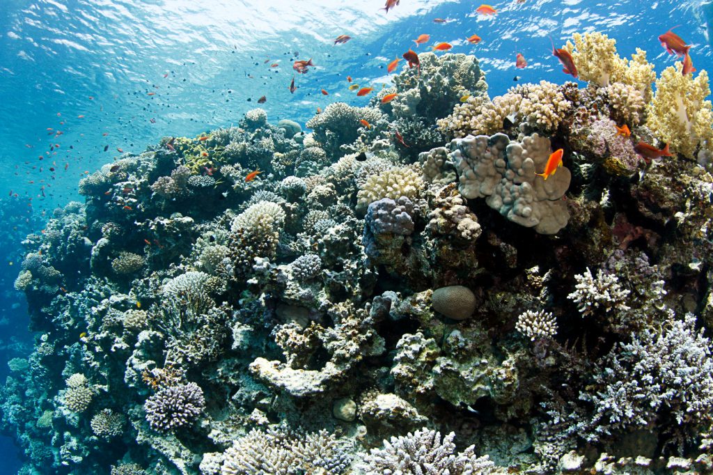 Scuba diving in Egypt / Red Sea is just great!