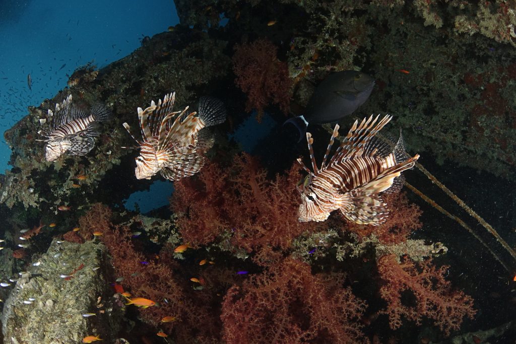 Three lions? Lionfish in the Red Sea